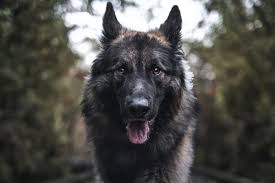 عکس شایلو شپرد